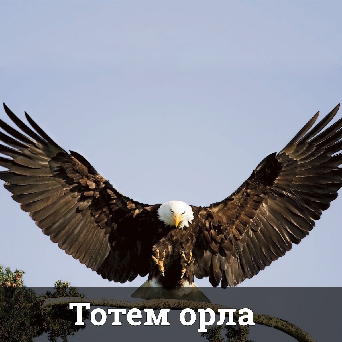 Тотем Орла