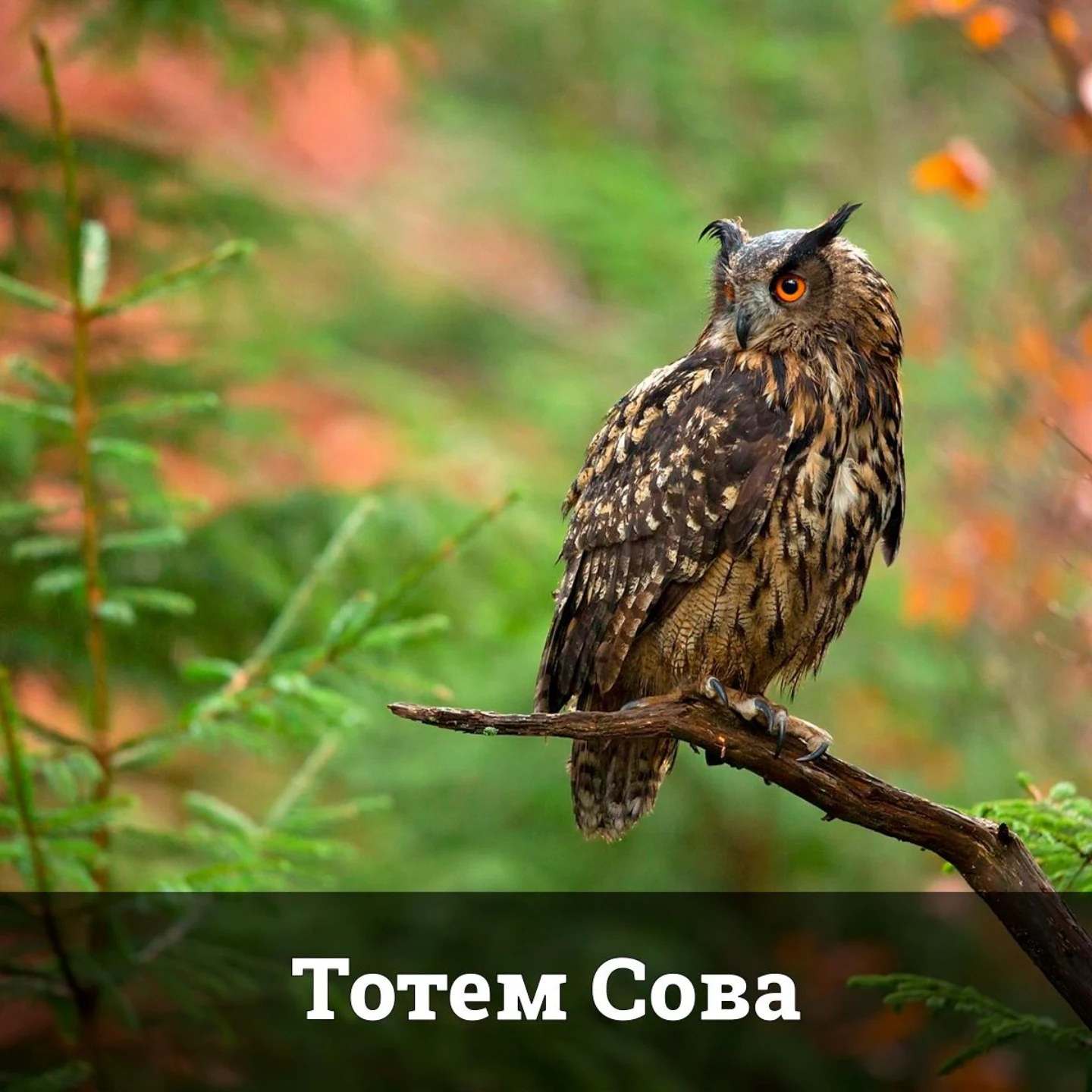Тотем Сова