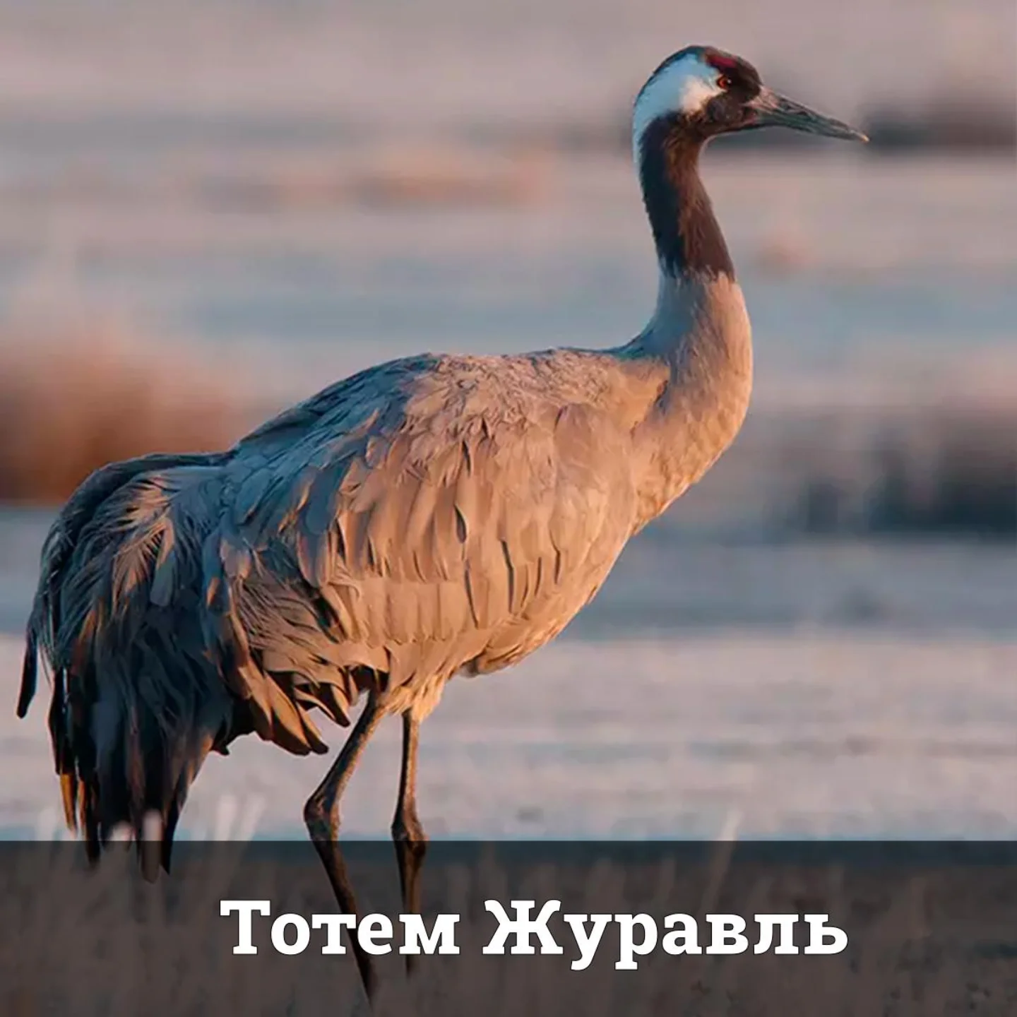 Тотем Журавль