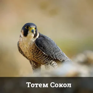 Тотем Сокол