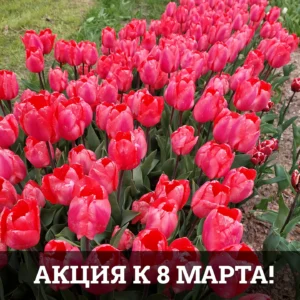 Акция к 8 Марта!